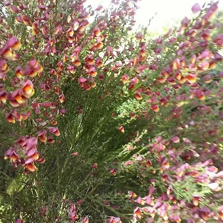 Trulli Eutopia 펜션