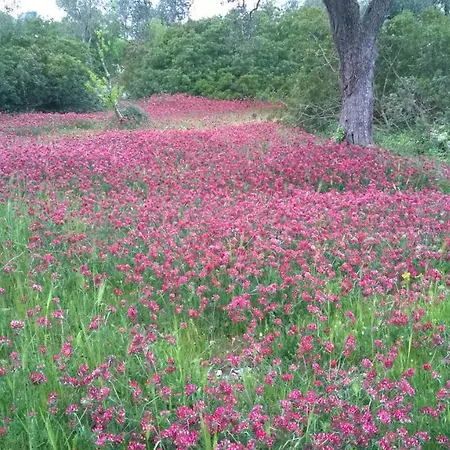Trulli Eutopia Casa de Férias *