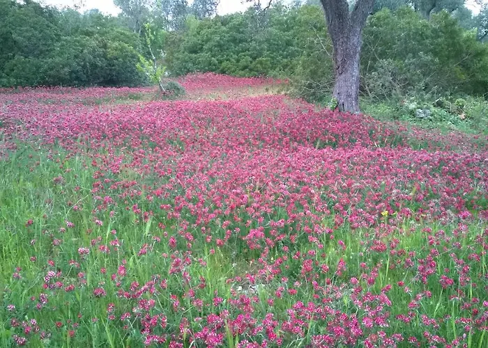 Trulli Eutopia 別荘 *